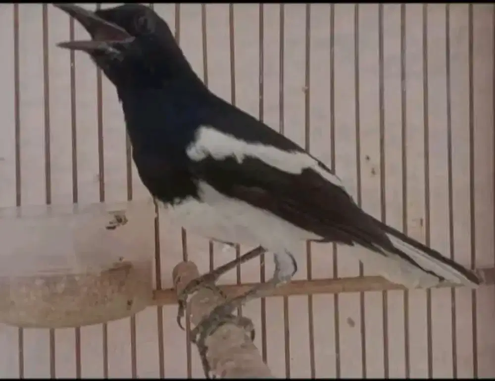 Kacer daput kalimantan