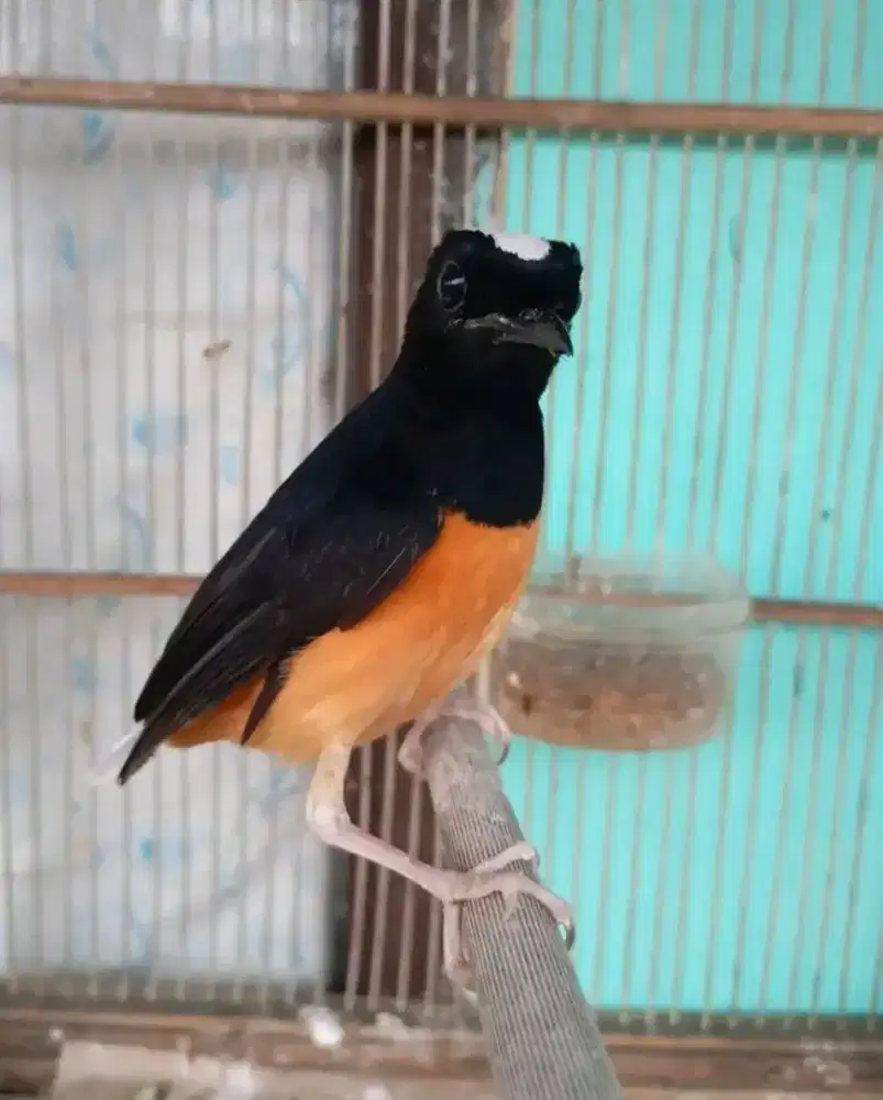 Murai hajji/avatar mutasi dewasa dorong ekor