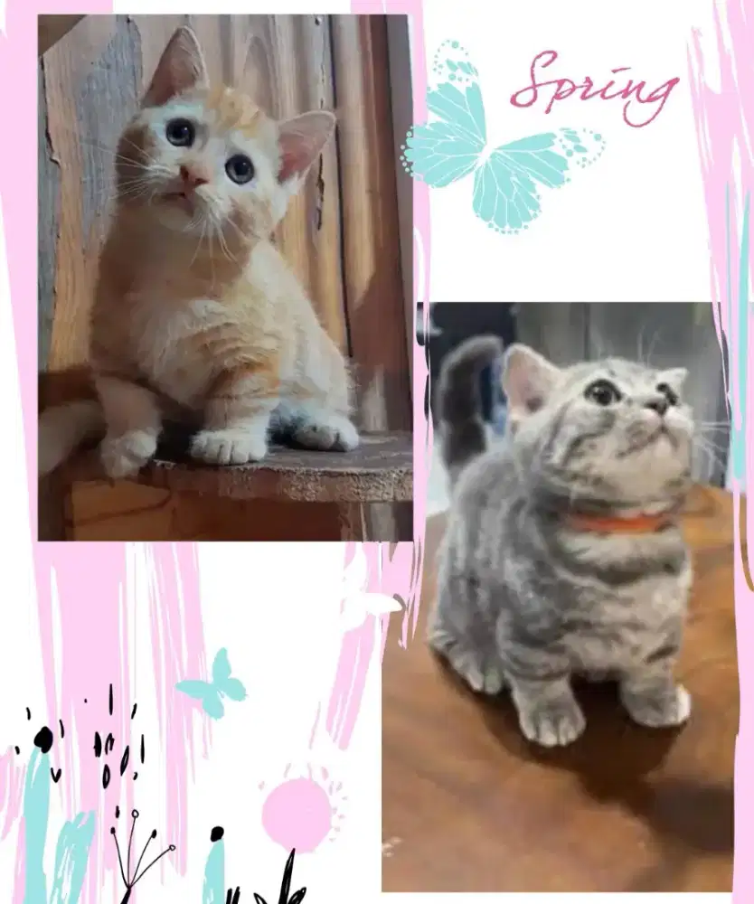 Sepasang Munchkin BSH