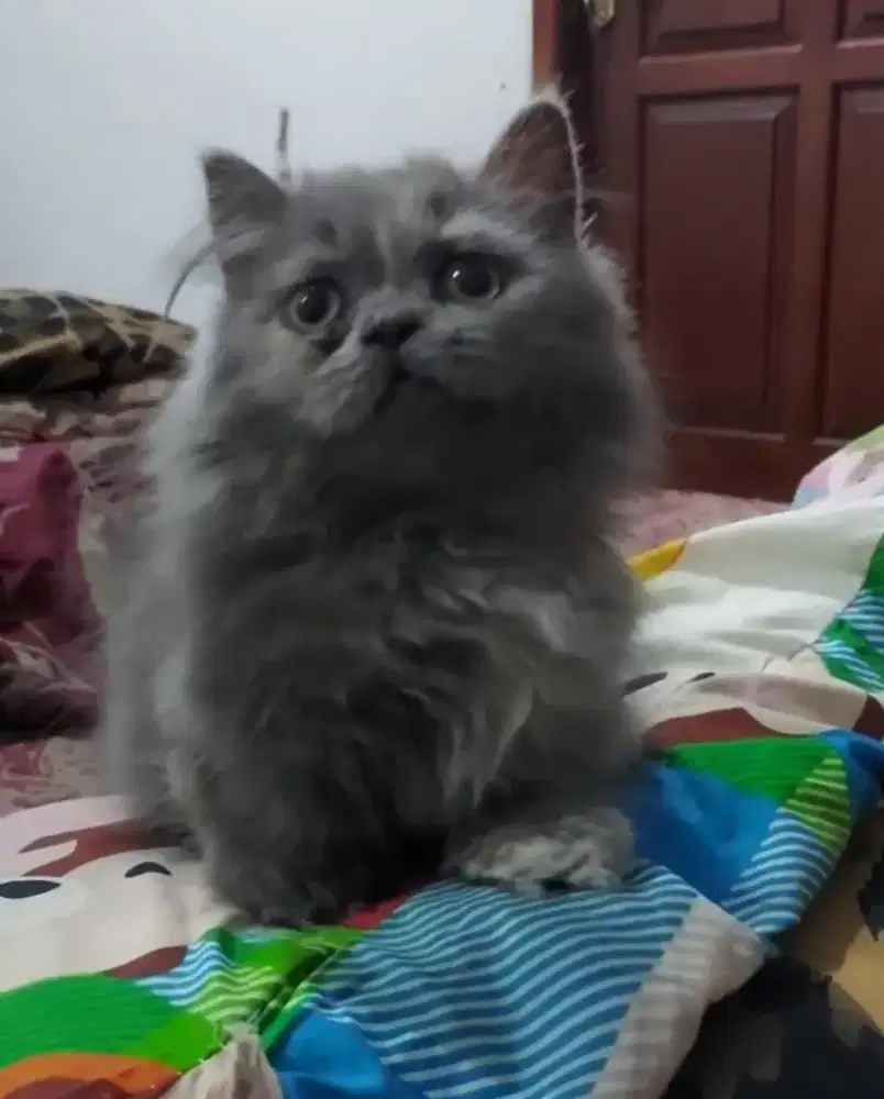 Munchkin British Cebol BETINA