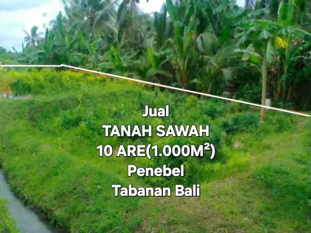 jual tanah sawah 10 are penebel tabanan