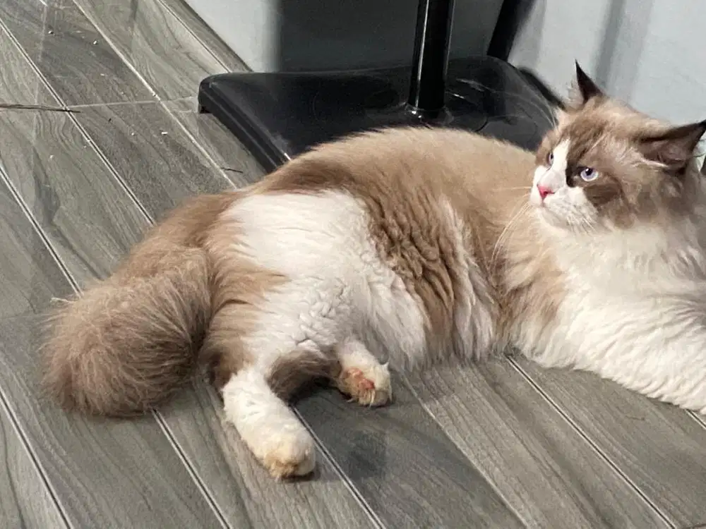 Kucing Ragdoll Jantan