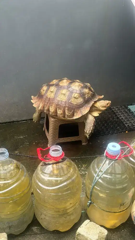 Sulcata jantan sehat,aktif