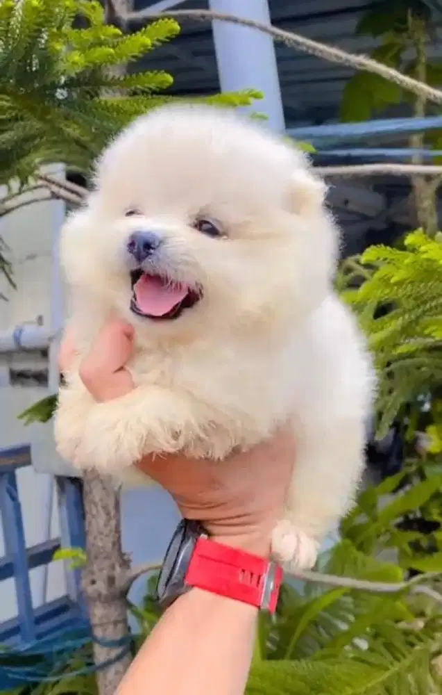 Puppies / anjing minipom cute