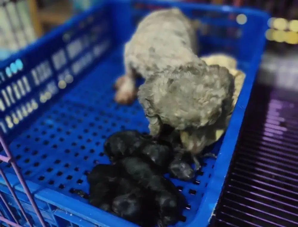 Puppies / anjing toy poodle silver OB