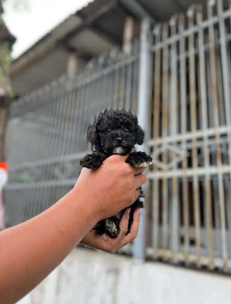 Anjing / puppies tiny black poodle jantan