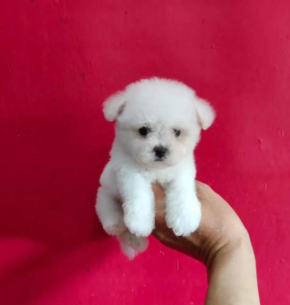 Puppies / anjing bichon frise cute