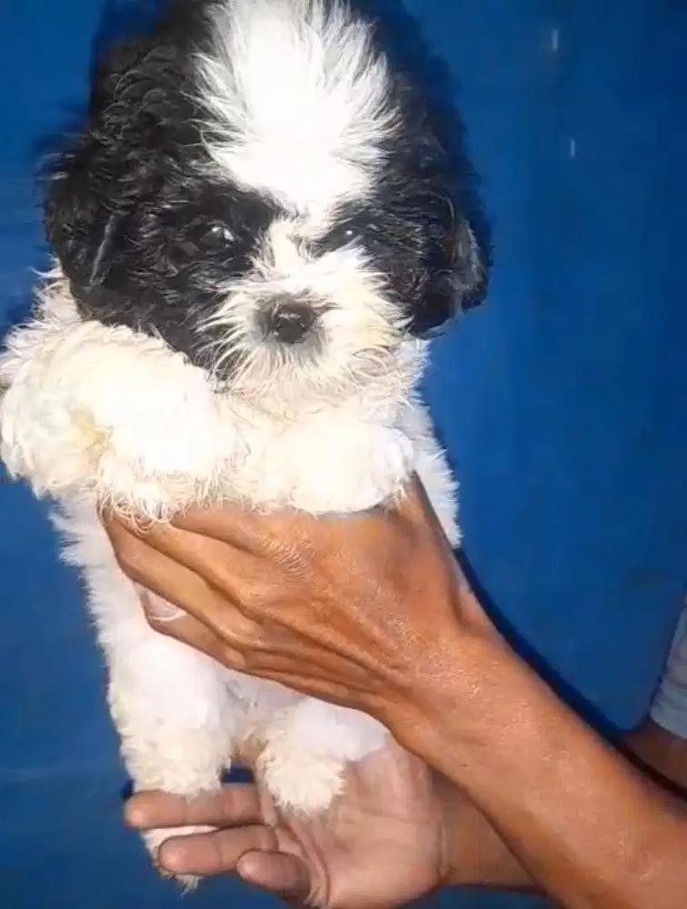 Anjing / puppies shihtzu panda (betina)