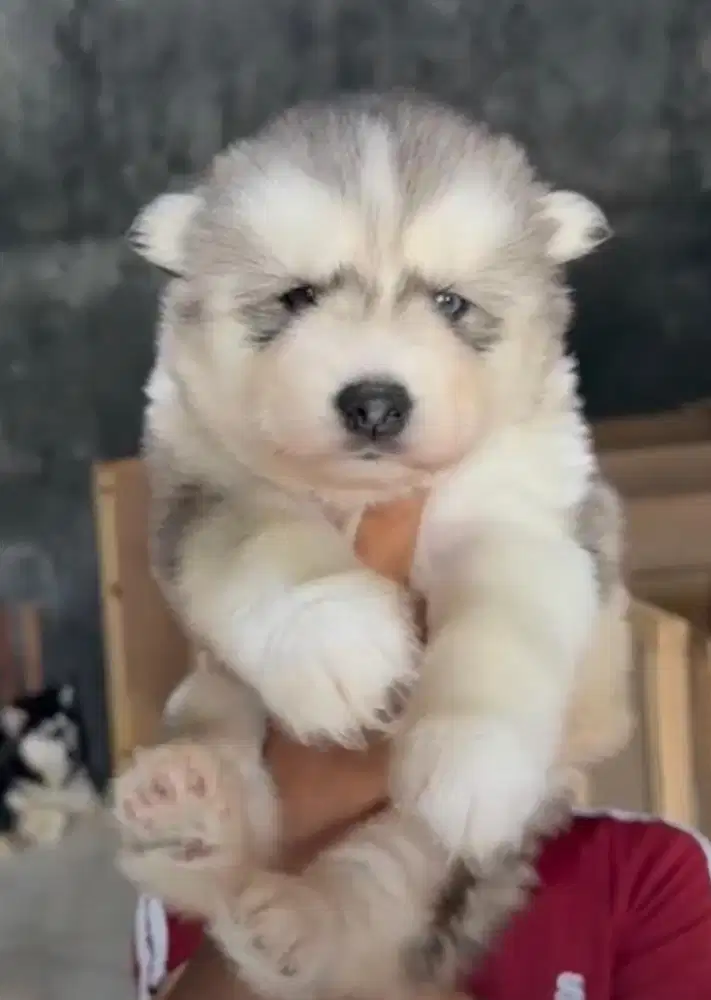 Puppies / anjing siberian husky jantan