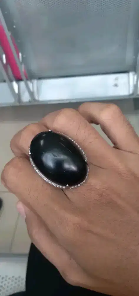 Fosil Kelor Hitam Jumbo