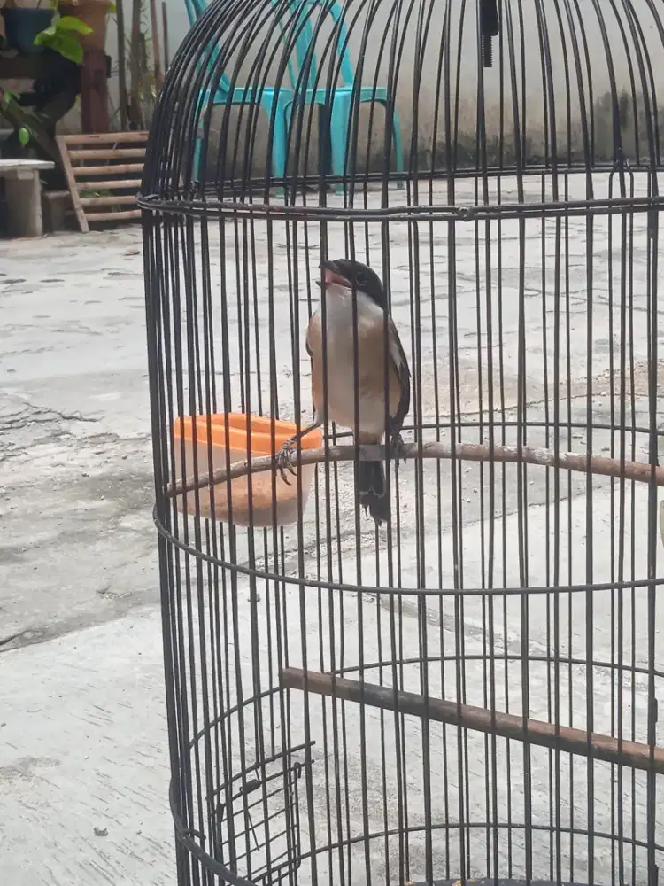 Jual aja pentet muda masih ngeriwik dah bunyi fs jual 400 nego bensin