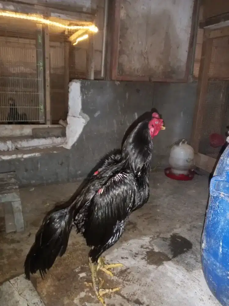 Ayam kumbang Bangkok selatan umur 6ulan