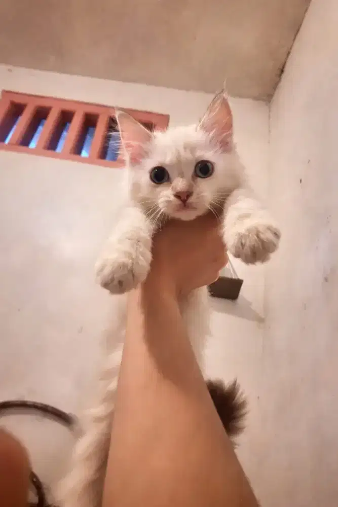 Himala x Anggora Betina