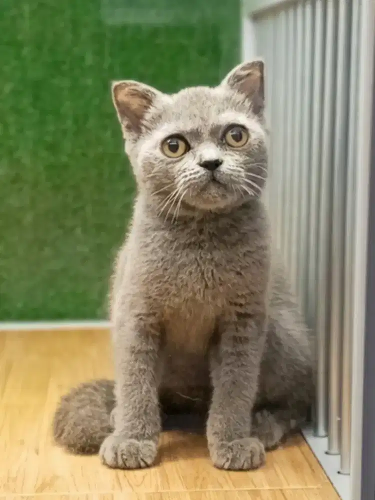 Scottish single Fold
