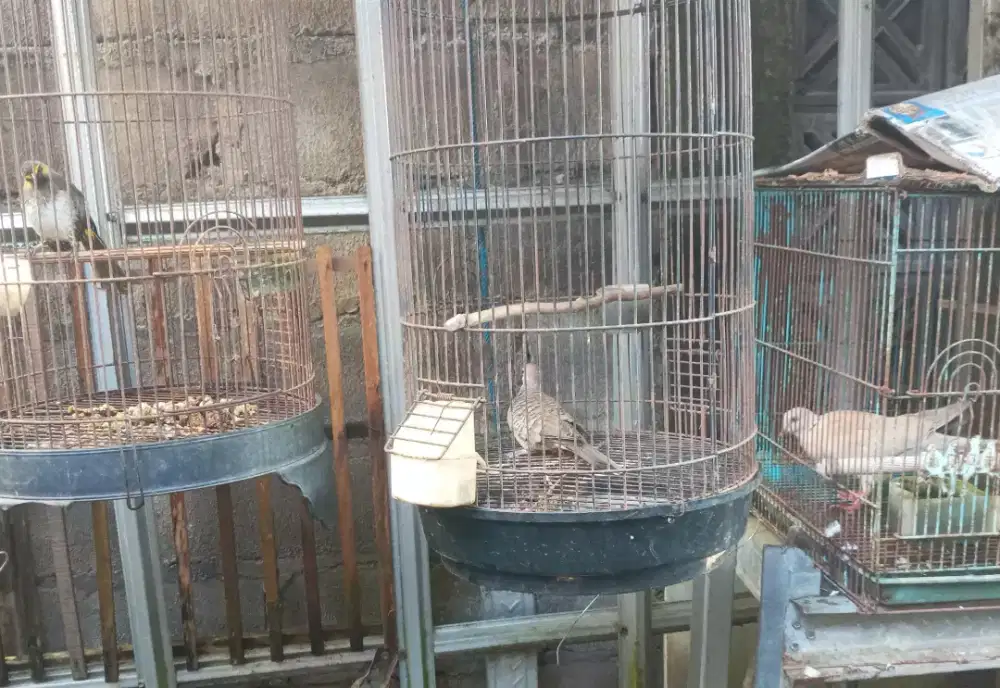 Di jual borongan 5 burung,puter,Wilis,perkutut nuktok