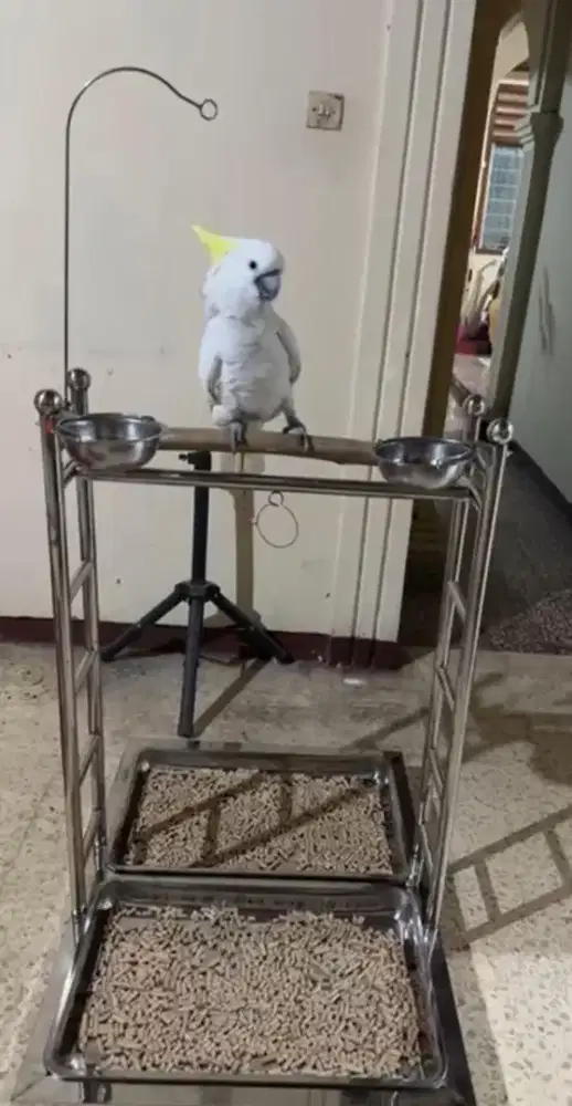 (COD) Pangkringan Stainless Steel Super Jumbo