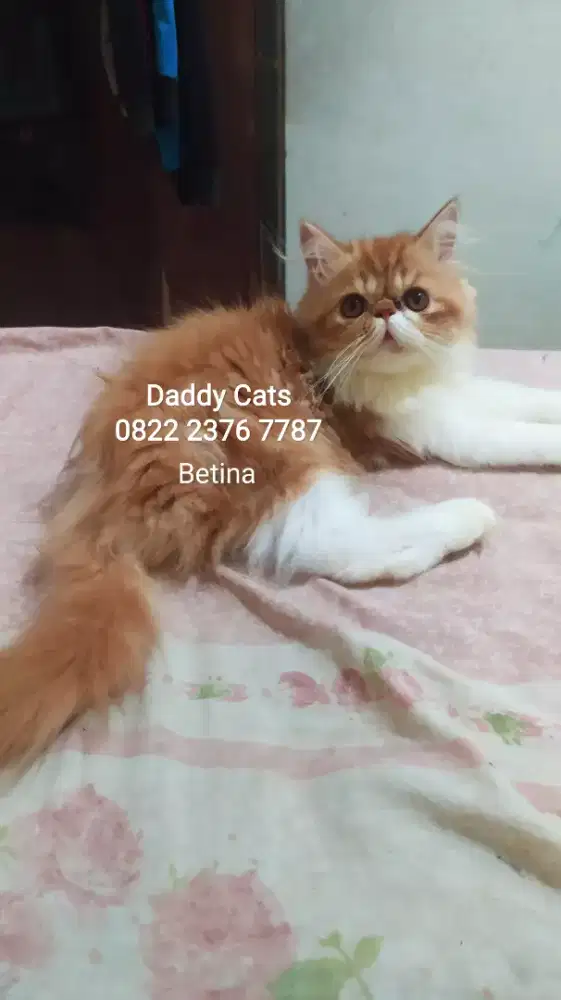 Peaknose Betina Sehat dan Terawat Bisa Kirim² Pembayaran Di Rumah