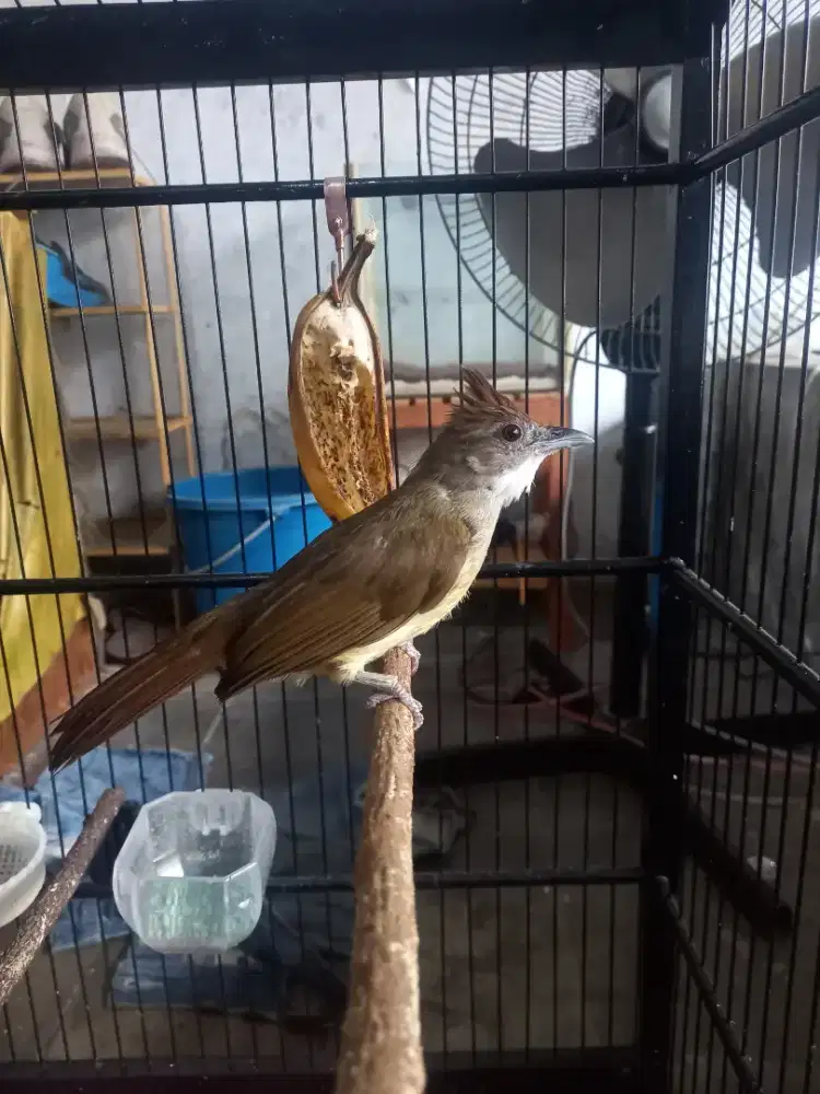 Cucak jenggot lokal jabar masteran handal