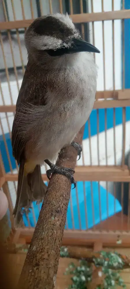 Jual burung trucukan