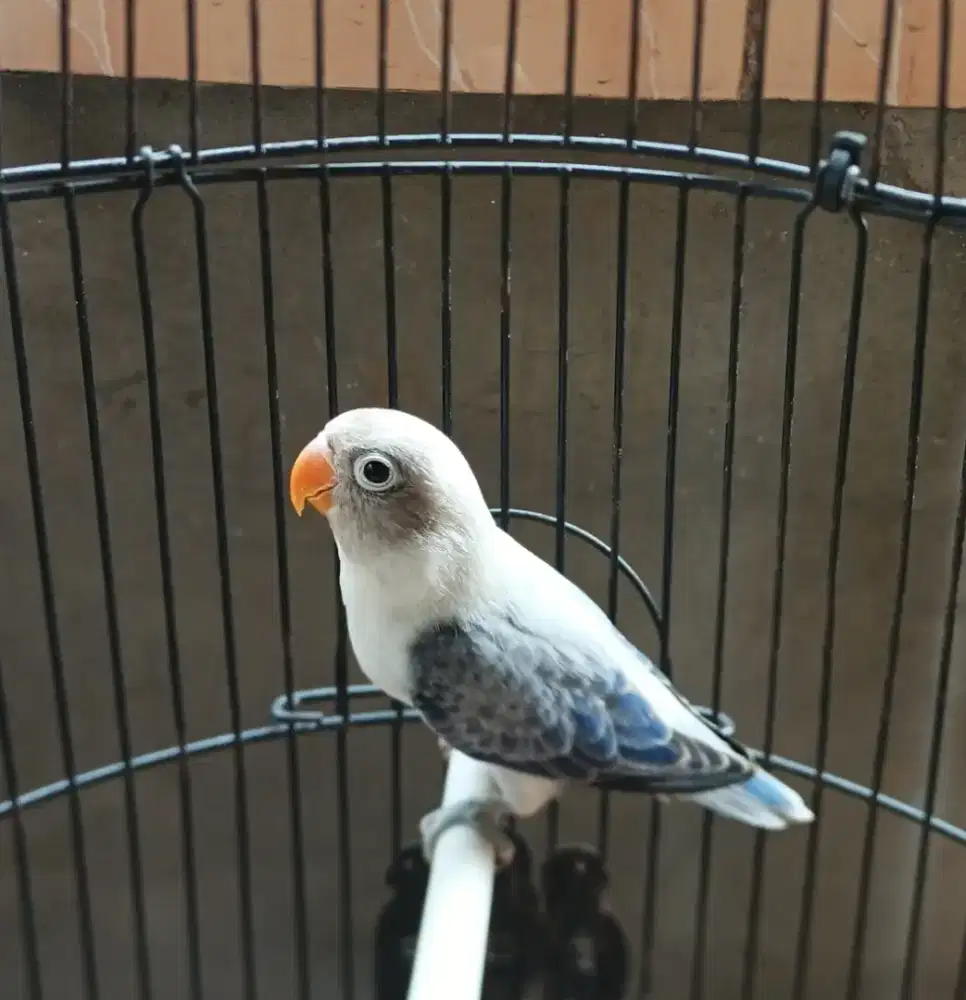 Lovebird Bio Euwing Vio / Blue