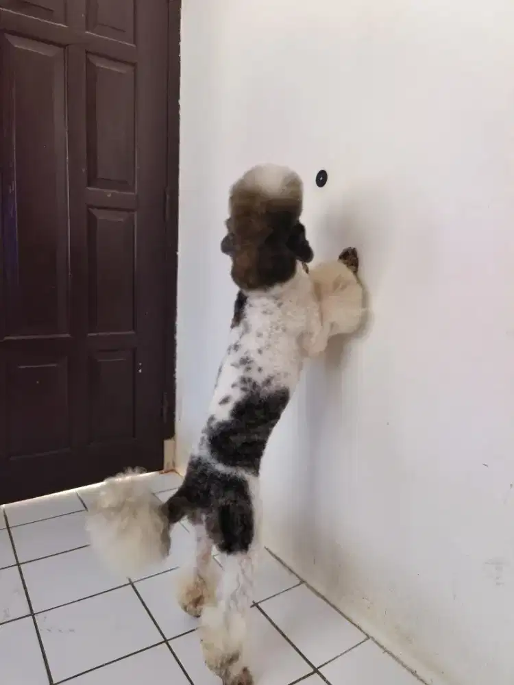 Poodle jantan party color cakep