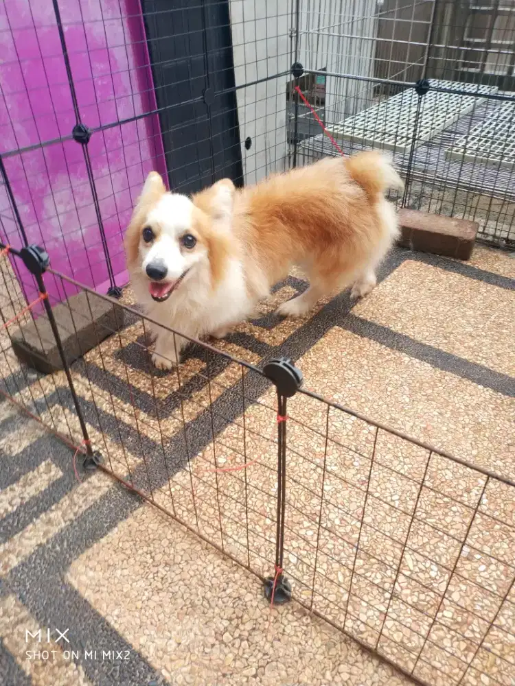 Pejantan Corgi Long Hair