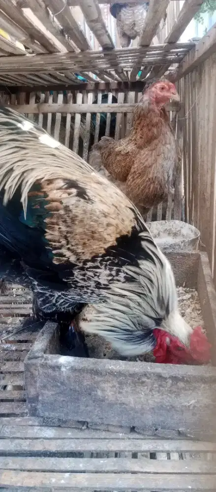 Ayam Brahma Sepasang