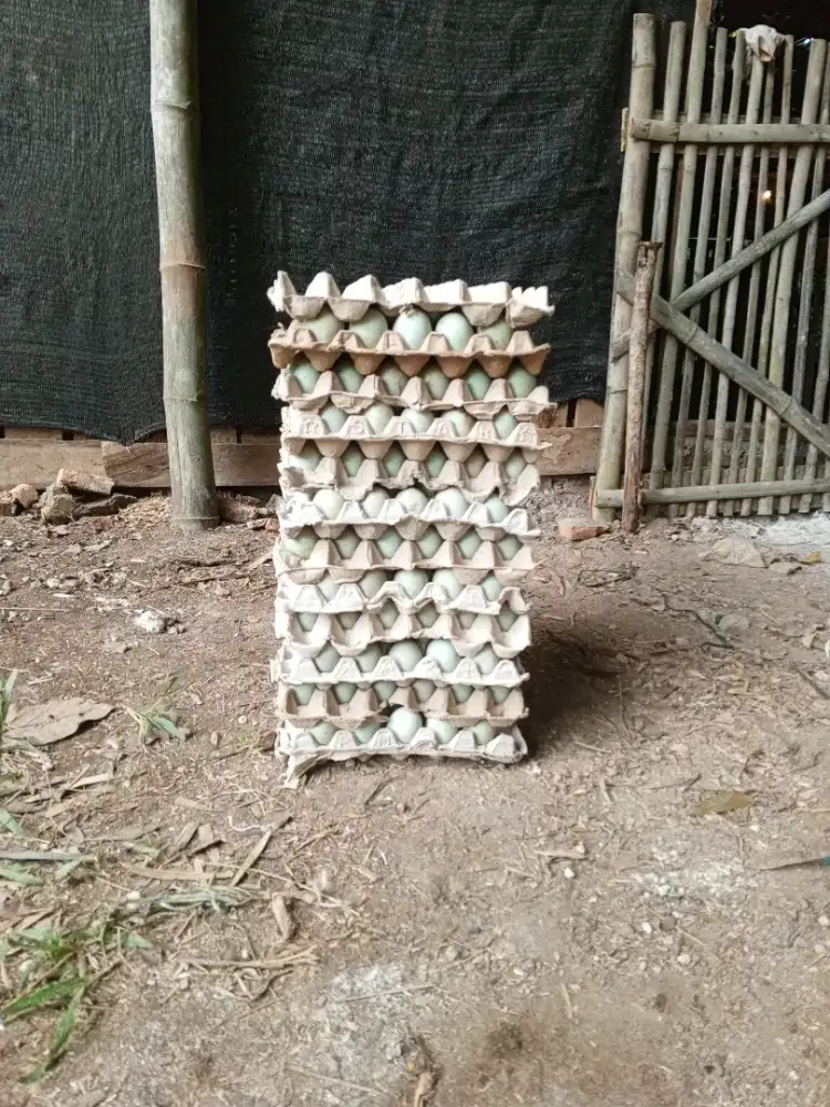 Telor bebek produksi ternak pribadi