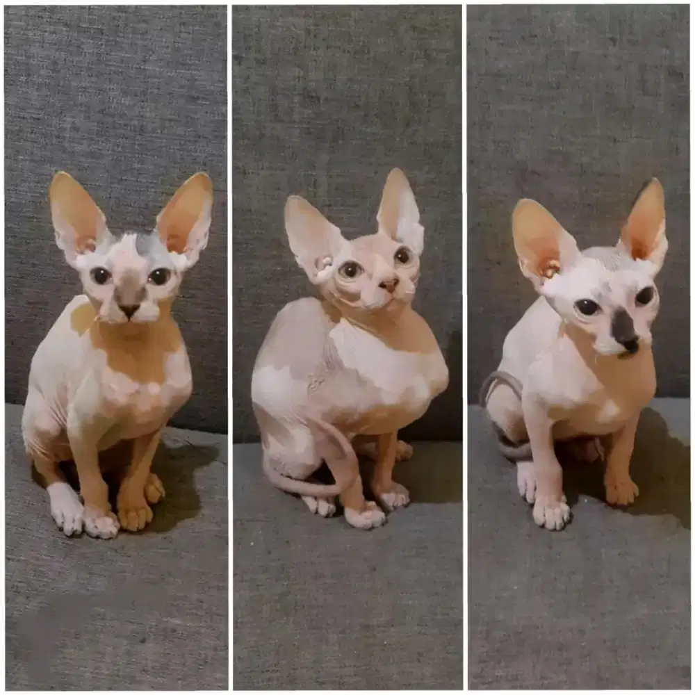 Kucing spynk ( kucing tanpa bulu )