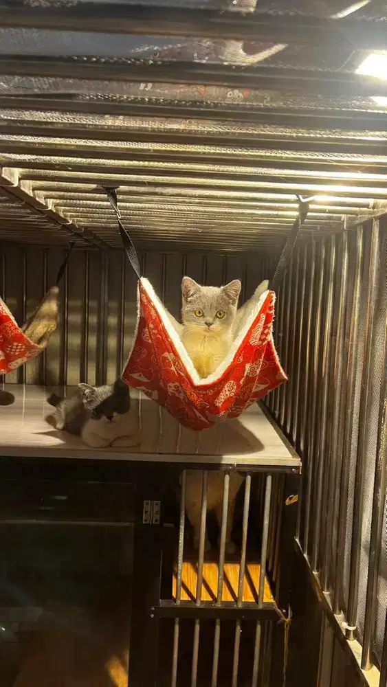 Kitten BSH Bicolor Betina 3 bulan