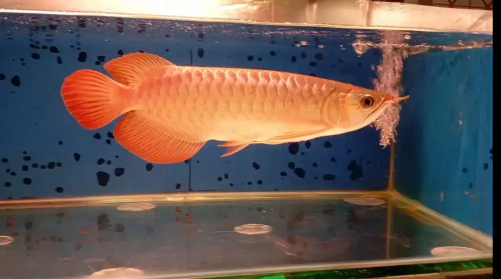 Arwana super red 32cm