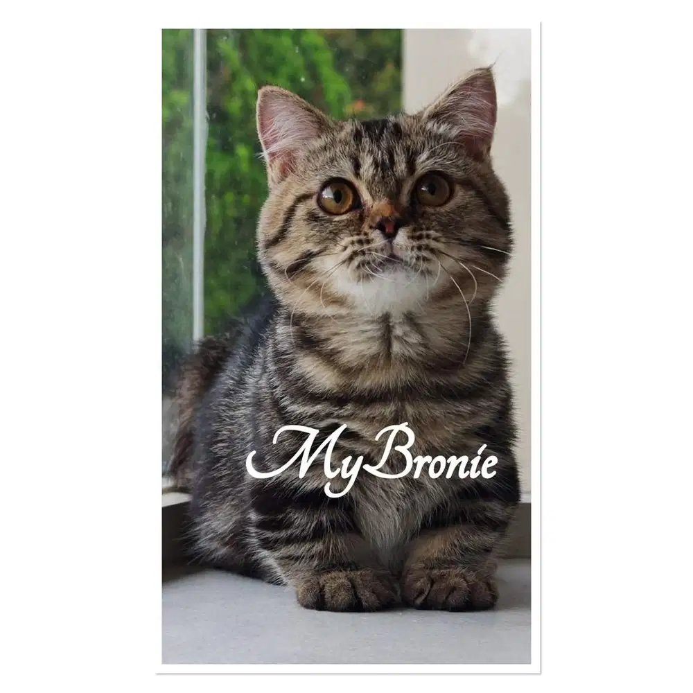 Kucing munchkin british jantan ganteng