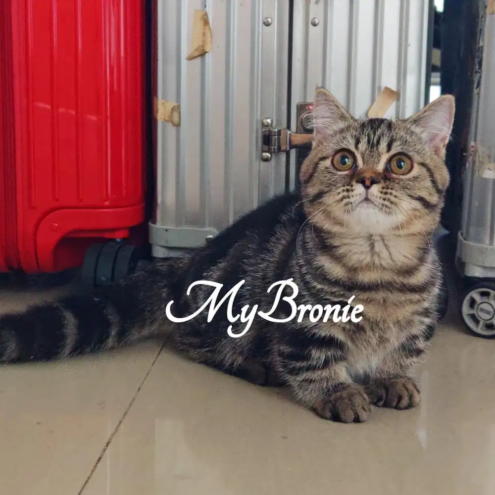 Kucing munchkin british ganteng