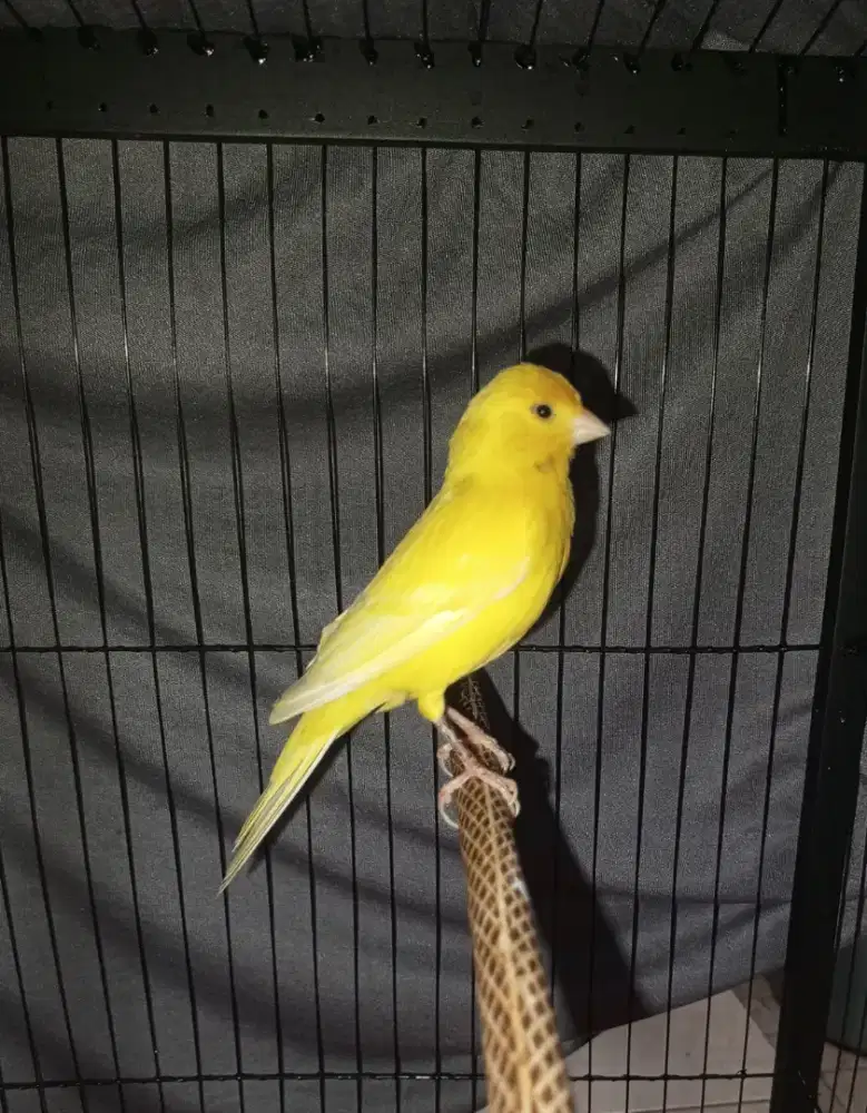 Kenari Serian lokal warna nyegerin