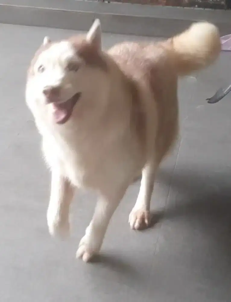 Semi adopt Husky Betina