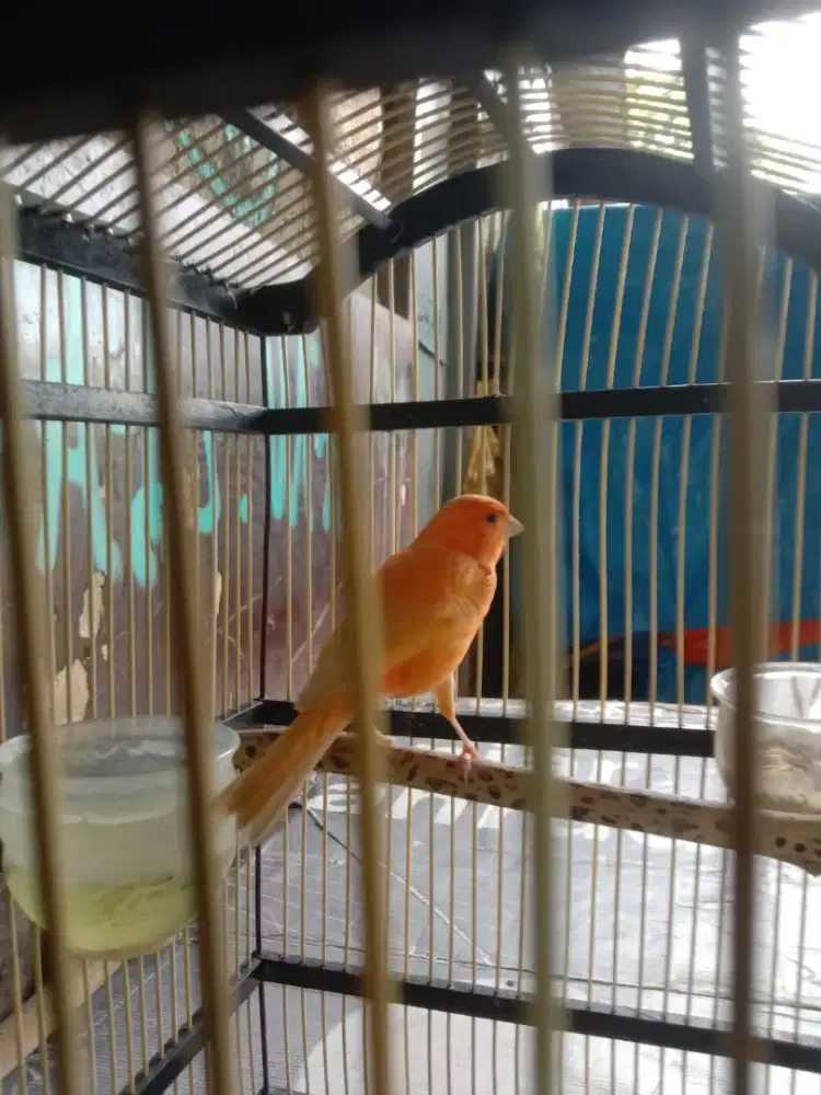 Kenari Serian lokal merlok