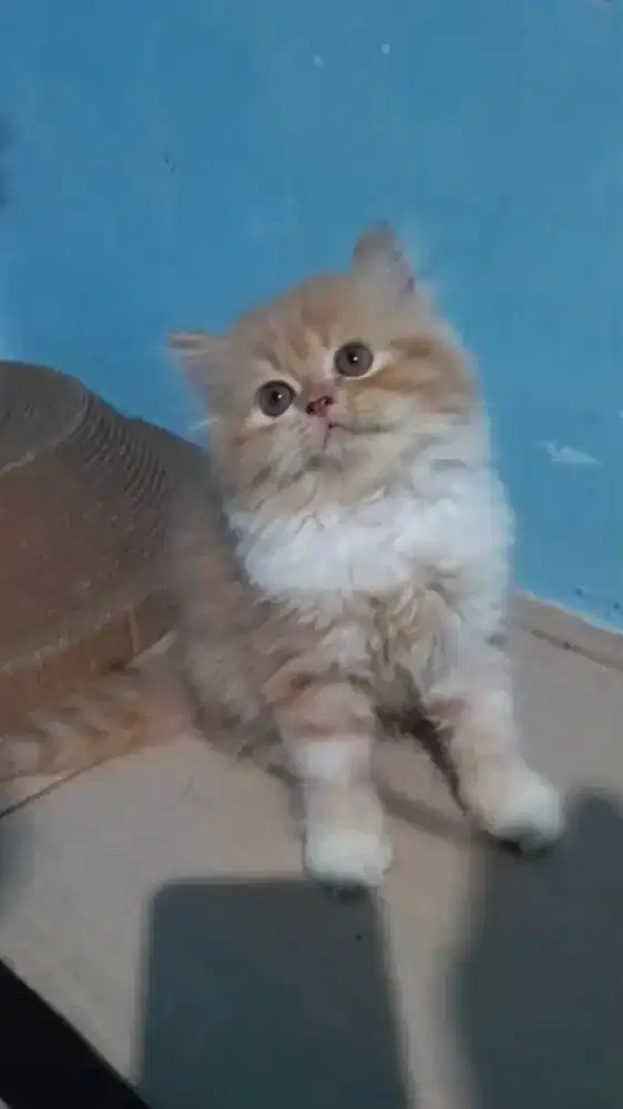 Ready kitten Persia