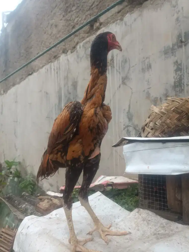 Ayam Bangkok muada
