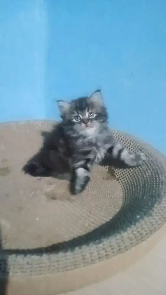 Ready kitten Persia