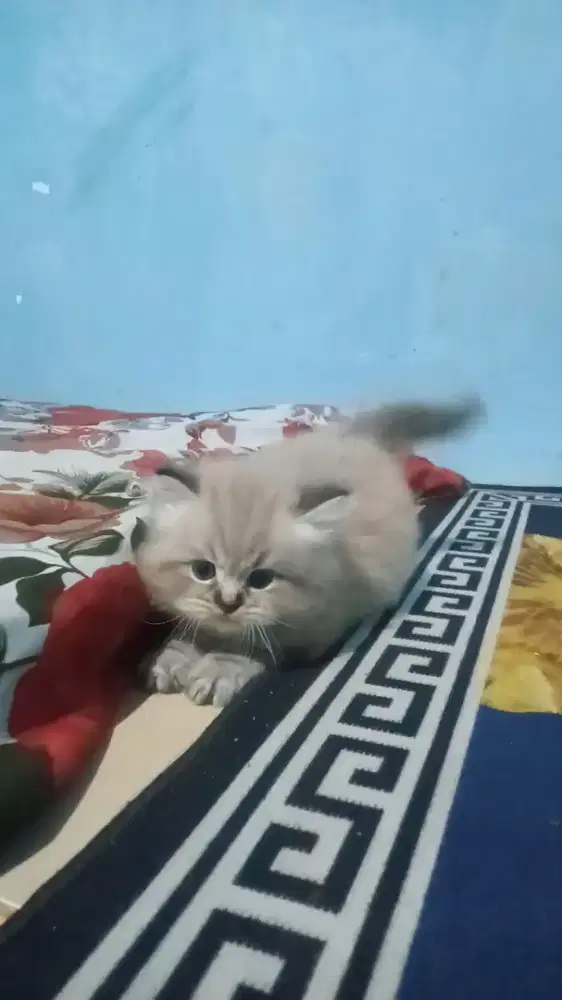 Ready kitten Persia