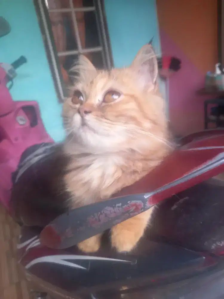 Adopsi kucing persia