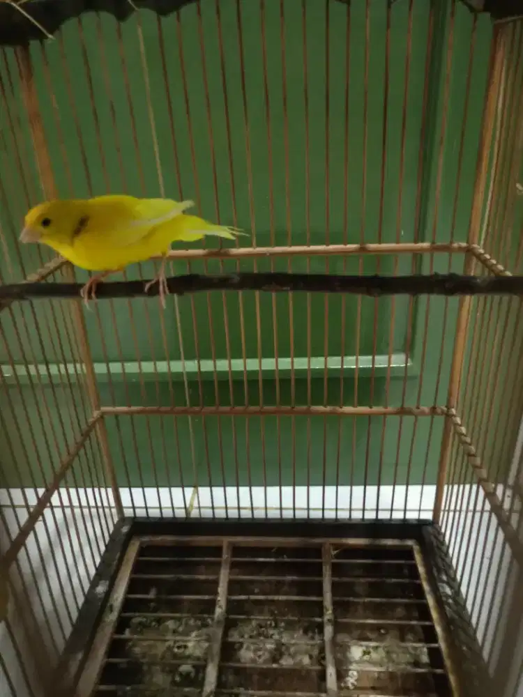 Burung kenari jenis loper kuning big jantan