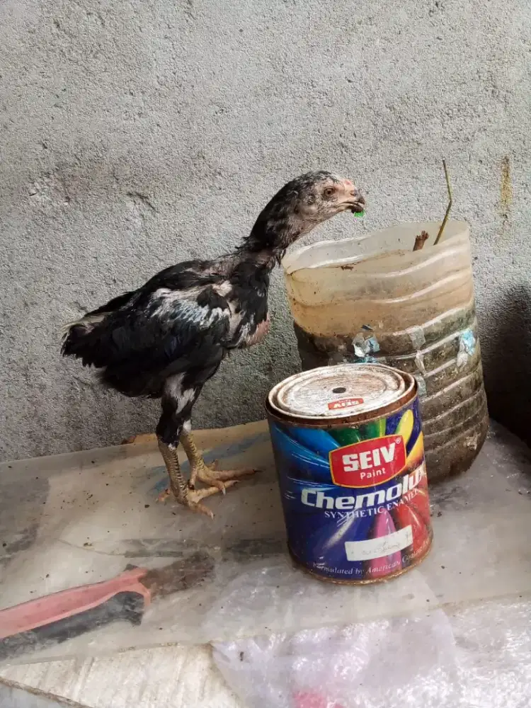 Ayam Bangkok mangon 2 bulan