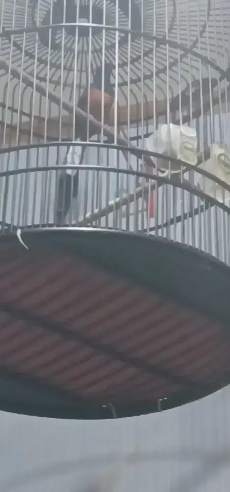 murai prestasi kondisi lagi ambrol