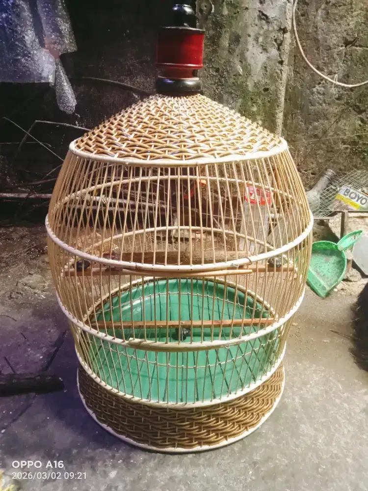 Sangkar tekukur baru TB copotan