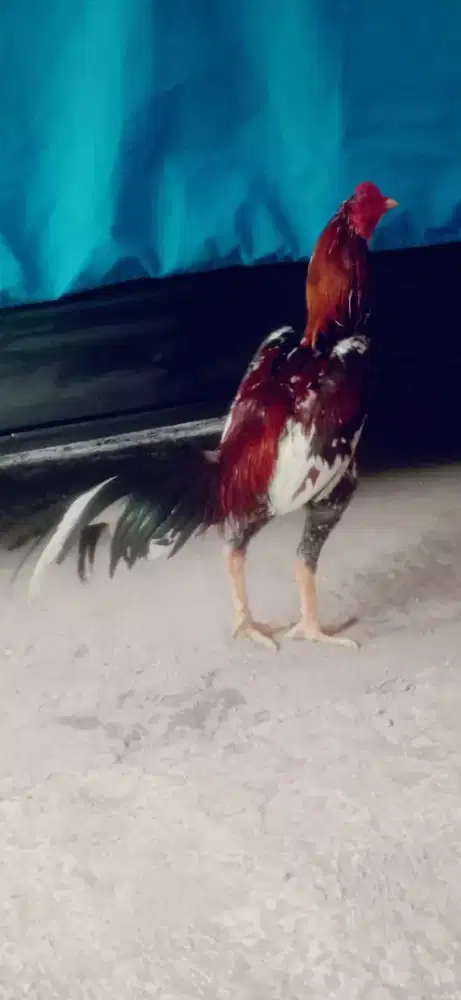 Ayam aseel Rajastan jantan bulu mantap kelas jos adu bagus mantap
