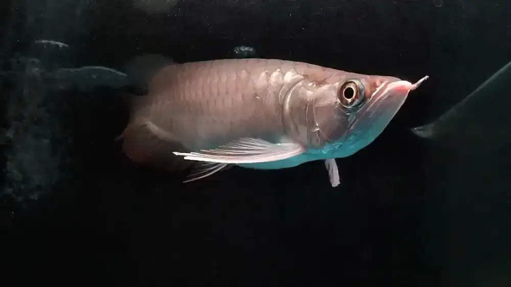 Arwana ITL jagung ikan hias arowana