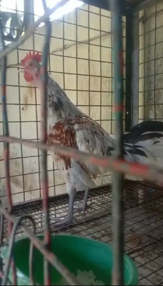 Ayam Ketawa Umur 3 Bulan
