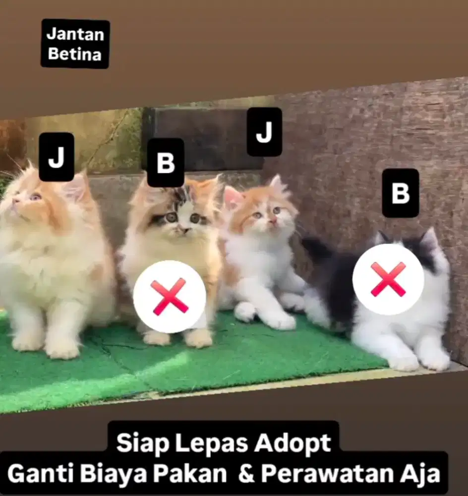 Lepas Adopt Kitten