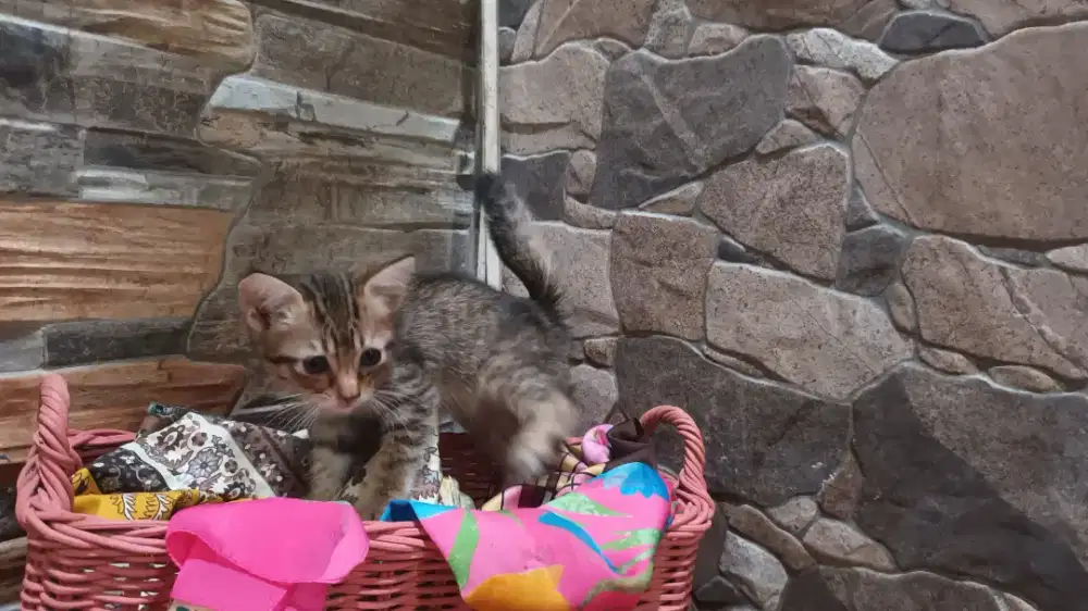 Kucing domestik indoor